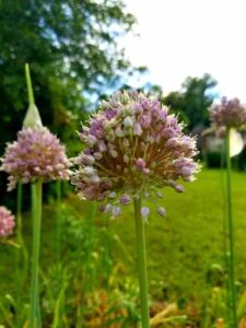 Spring Greens, Herbal Tonics, and Natural Detoxification Image